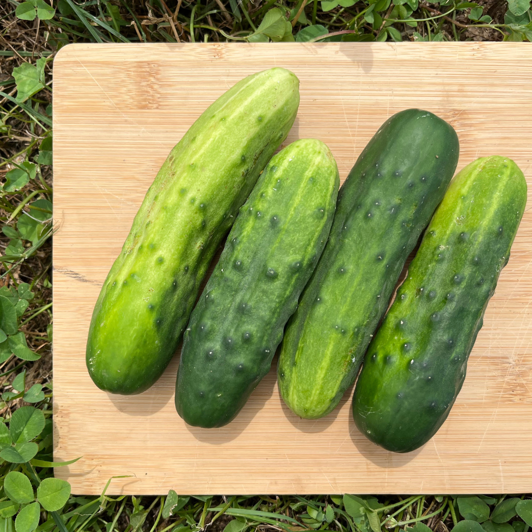 Marketer Cucumber