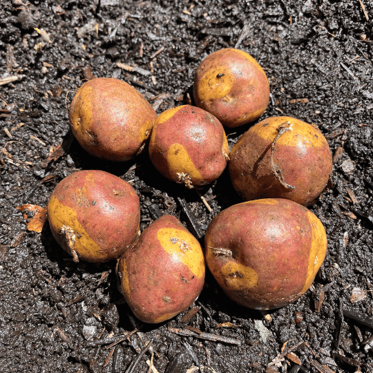 Colorful Masquerade potato from Hudson Valley Seed Co., showcasing its vibrant orange and purple striped skin and fresh vegetable appearance.