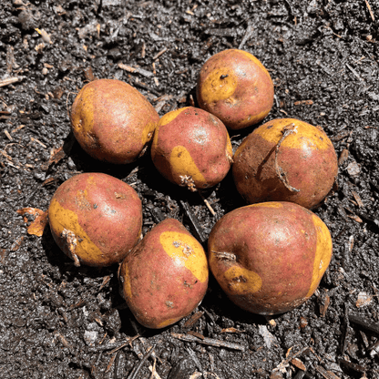 Colorful Masquerade potato from Hudson Valley Seed Co., showcasing its vibrant orange and purple striped skin and fresh vegetable appearance.