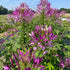 Mauve Queen Cleome flower from Hudson Valley Seed Co., showcasing tall, vibrant mauve petals and elongated green stems.