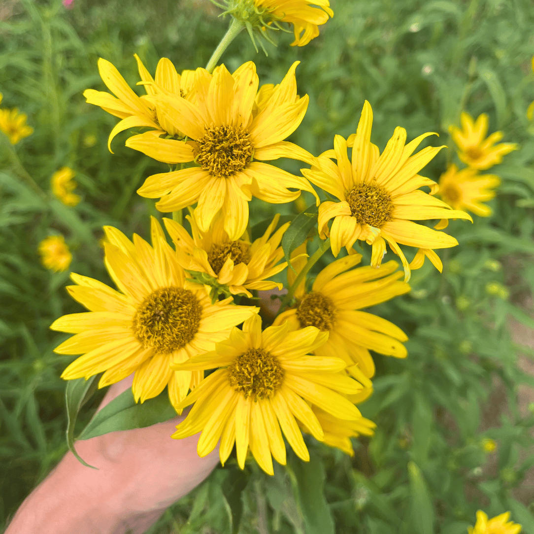 Bright yellow Maximillian sunflower flower from Hudson Valley Seed Co., showcasing large petals and vibrant bloom.