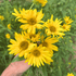 Bright yellow Maximillian sunflower flower from Hudson Valley Seed Co., showcasing large petals and vibrant bloom.