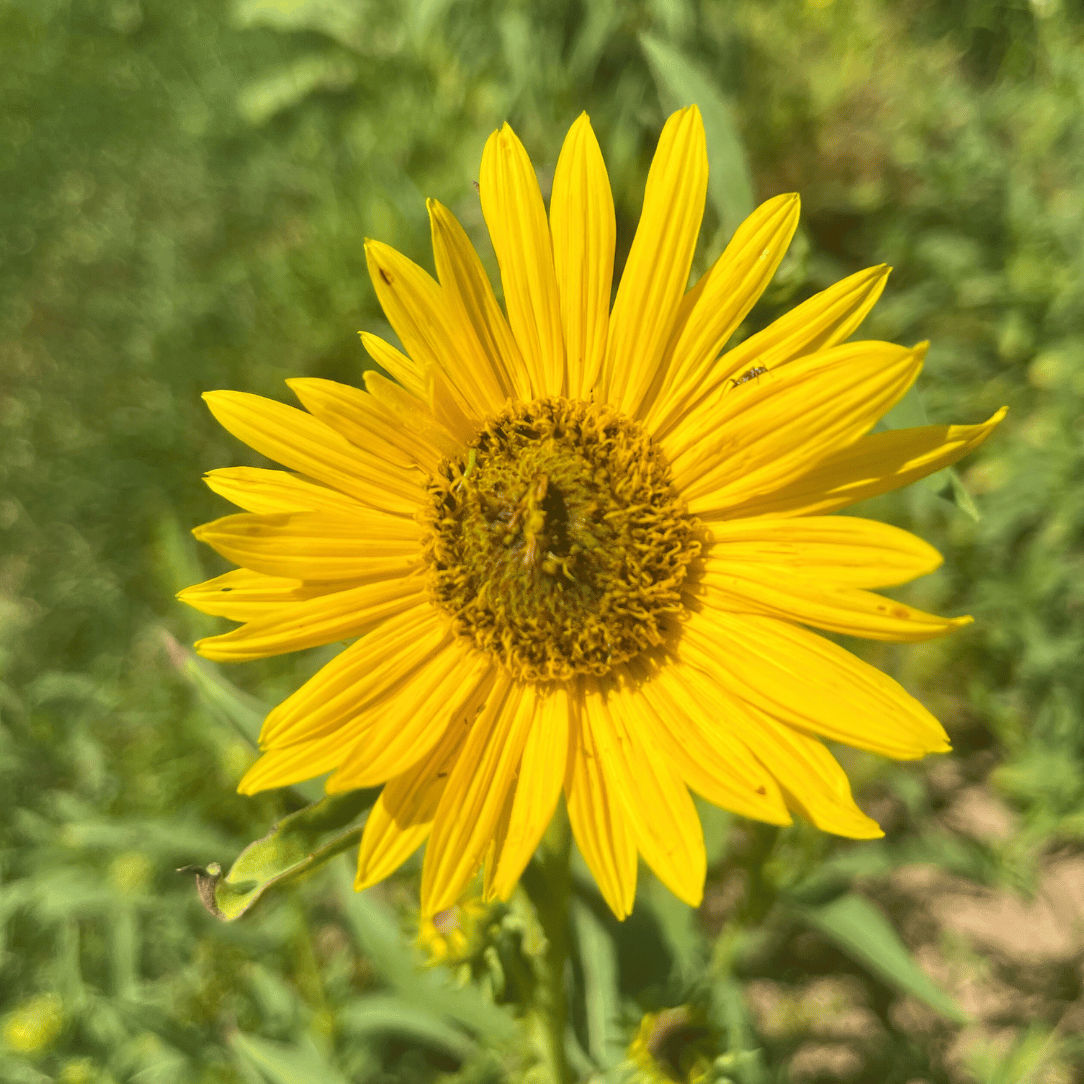 Bright yellow Maximillian sunflower flower from Hudson Valley Seed Co. with large, vibrant petals and green leafy stem.