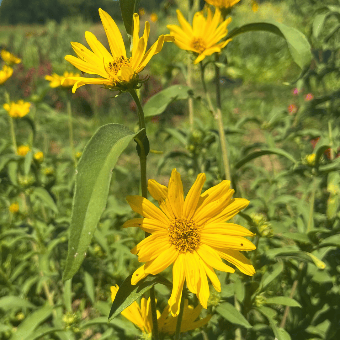 Bright Maximillian sunflower flower from Hudson Valley Seed Co., showcasing large yellow petals and green foliage in full bloom.