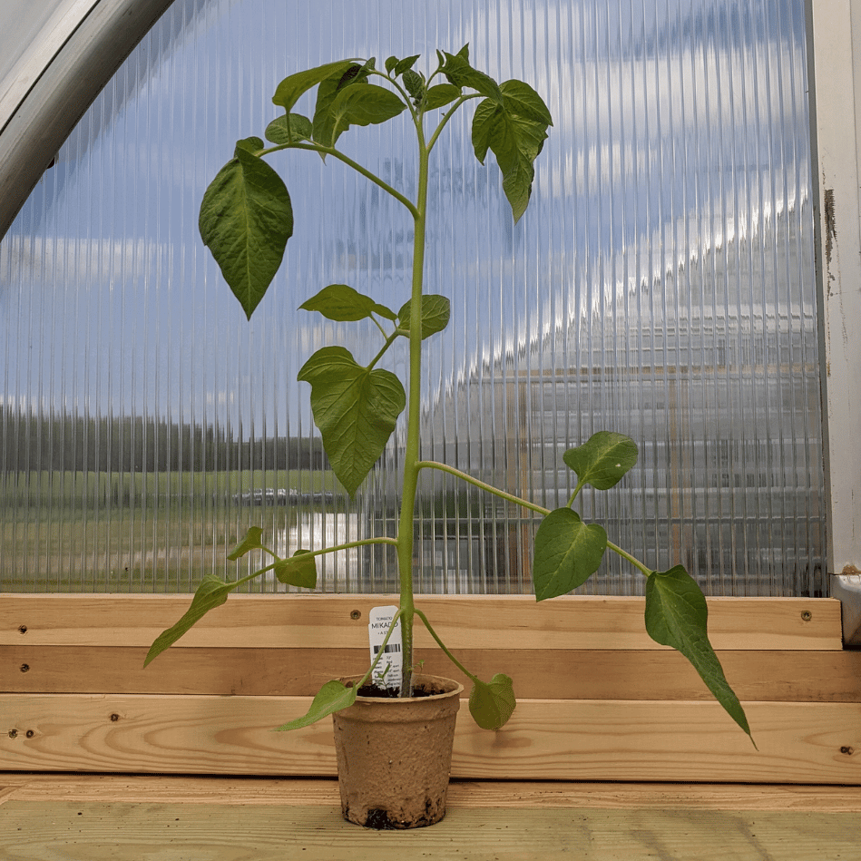 Healthy Mikado tomato seedling from Hudson Valley Seed Co., showcasing vibrant green leaves and sturdy stems.