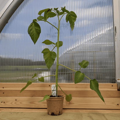 Healthy Mikado tomato seedling from Hudson Valley Seed Co., showcasing vibrant green leaves and sturdy stems.