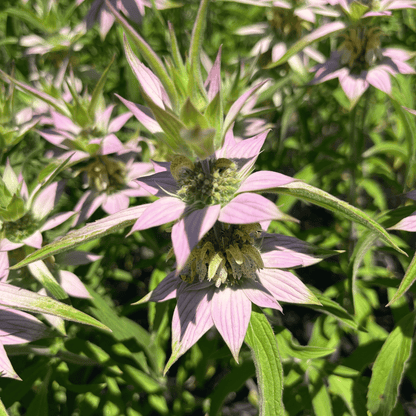 Spotted Beebalm - PollinateHV Local Ecotype Seedling