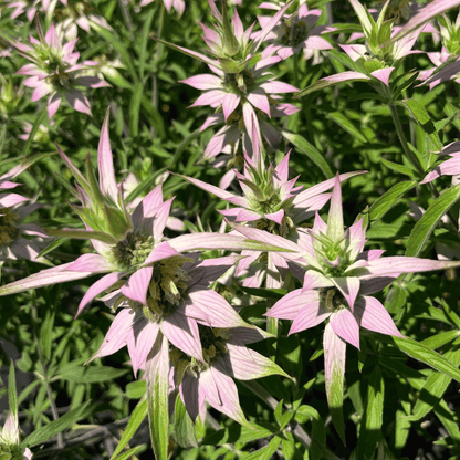 Spotted Beebalm - PollinateHV Local Ecotype Seedling