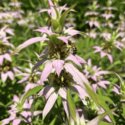 Spotted Beebalm - PollinateHV Local Ecotype Seedling
