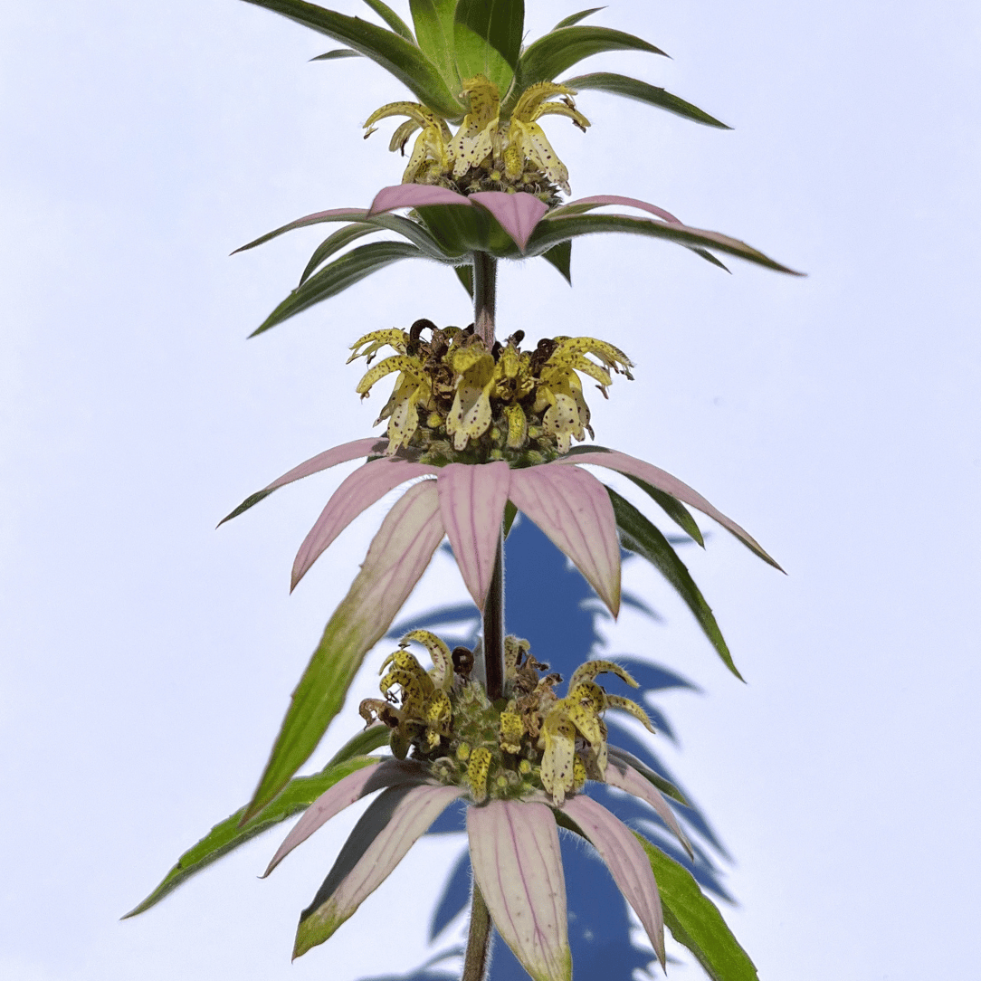 Spotted Beebalm - PollinateHV Local Ecotype Seedling