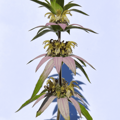 Spotted Beebalm - PollinateHV Local Ecotype Seedling