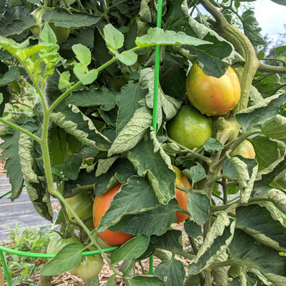 Bright red Mortgage Lifter Tomato from Hudson Valley Seed Co., large heirloom vegetable on a garden vine.