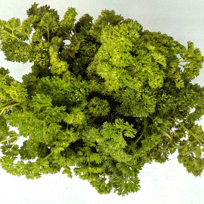 Fresh Moss Curled Parsley seedlings from Hudson Valley Seed Co., vibrant green herb plants ready for planting.