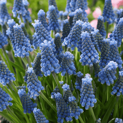 Bright blue Muscari aucheri &