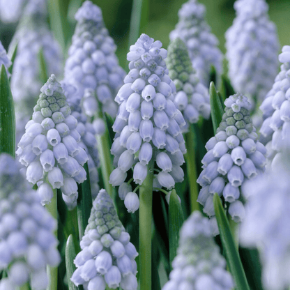 Bright clusters of Muscari neglectum &