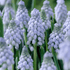 Bright clusters of Muscari neglectum &