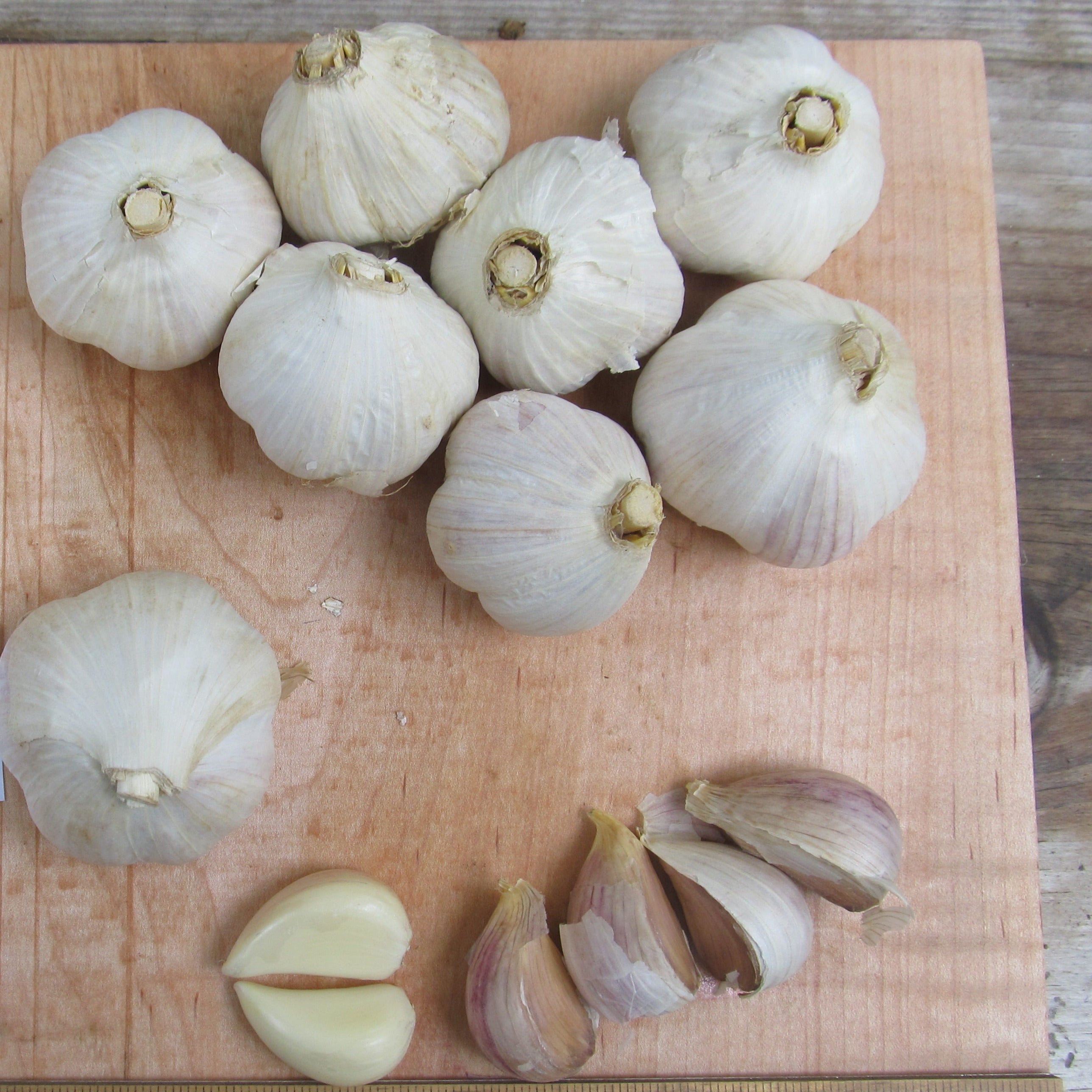 Fresh Music Hardneck Garlic bulb from Hudson Valley Seed Co., showcasing its white papery skin and plump cloves.