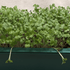 Fresh organic mustard microgreens from Hudson Valley Seed Co., vibrant green vegetables ready for salads and garnishes.