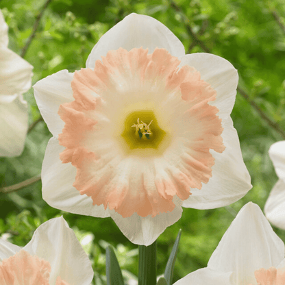 Close-up of Narcissus &