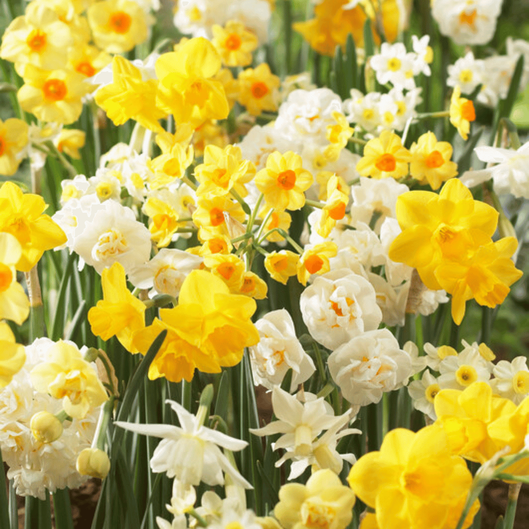 Bright Narcissus flowers from Hudson Valley Seed Co.&