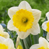 Bright yellow Narcissus &