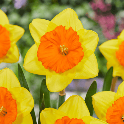 Bright yellow Narcissus &