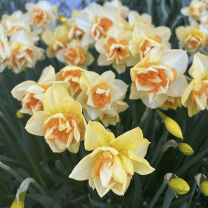 Bright yellow Narcissus &