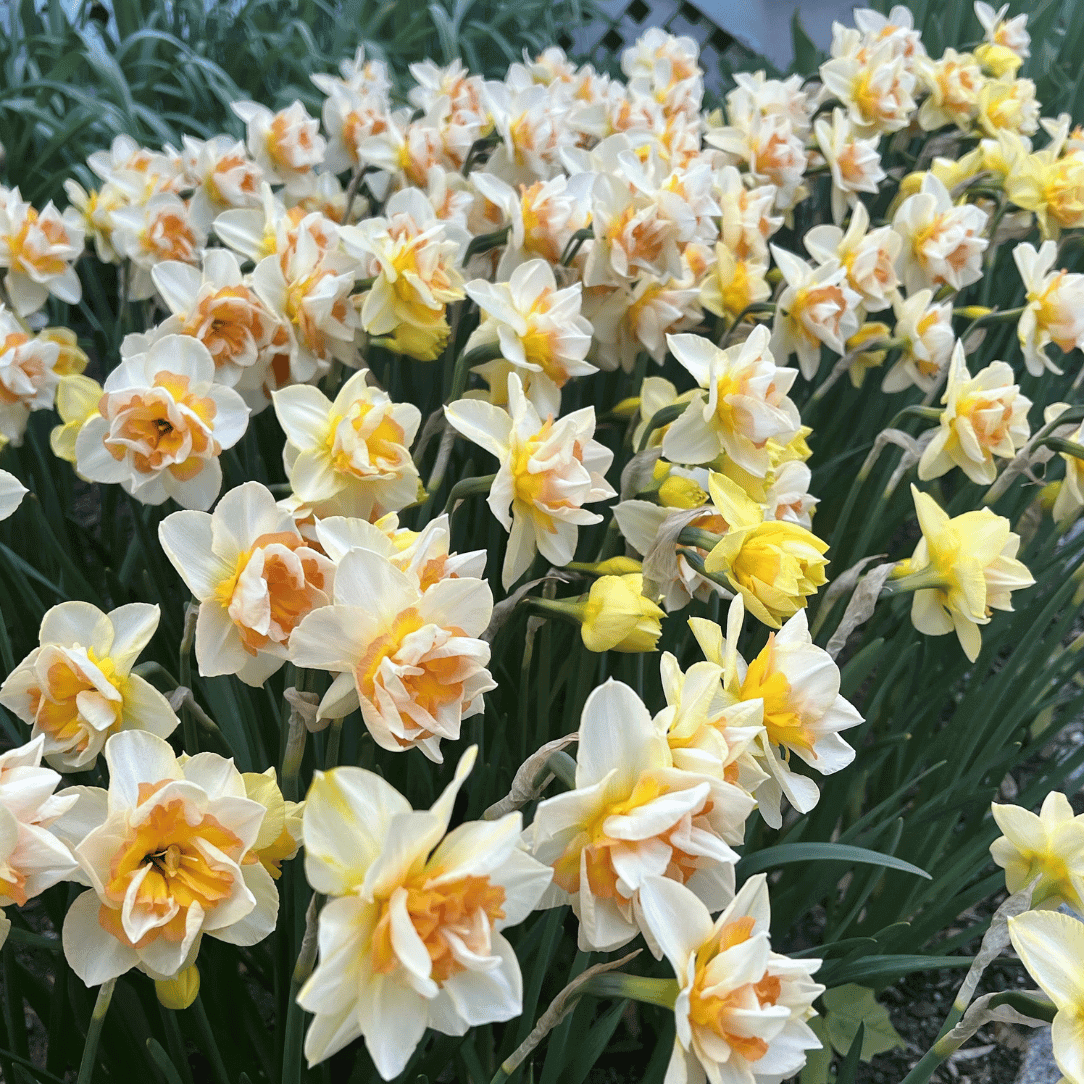 Bright yellow Narcissus &