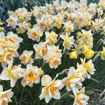 Bright yellow Narcissus &