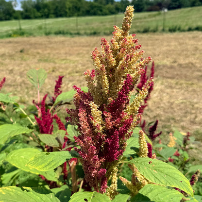 Bright pink New Mexico Amaranth flowers from Hudson Valley Seed Co. bloom with tall, vibrant flower heads on slender stems.
