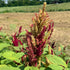 Bright pink New Mexico Amaranth flowers from Hudson Valley Seed Co. bloom with tall, vibrant flower heads on slender stems.