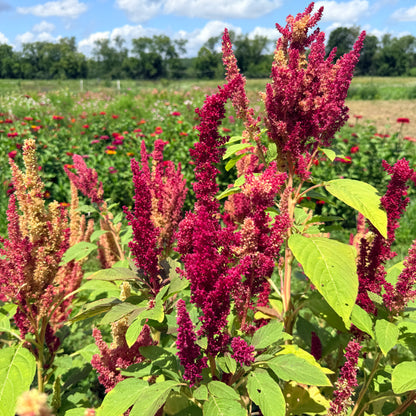Bright red New Mexico Amaranth flowers from Hudson Valley Seed Co. with tall, vibrant flower spikes and lush green foliage.
