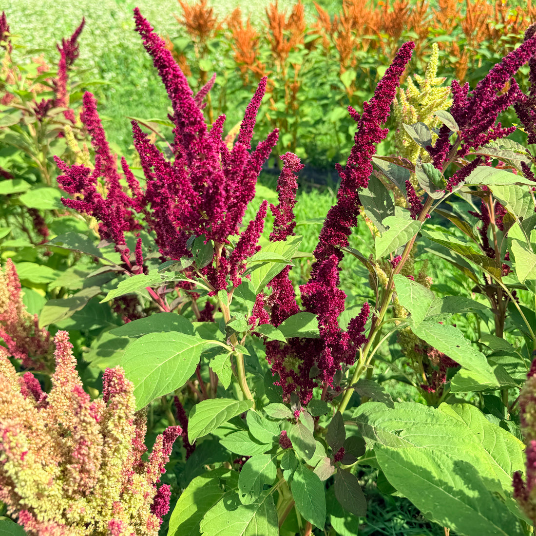 Bright New Mexico Amaranth flowers by Hudson Valley Seed Co. showcasing vibrant red and green blooms in a natural setting.
