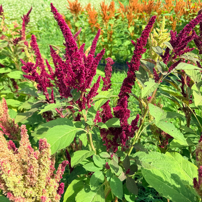 Bright New Mexico Amaranth flowers by Hudson Valley Seed Co. showcasing vibrant red and green blooms in a natural setting.