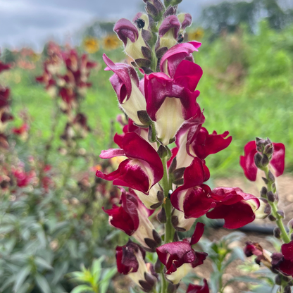 Night &amp; Day Snapdragons Seedling
