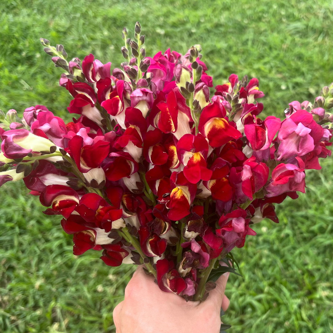 Night &amp; Day Snapdragons Seedling
