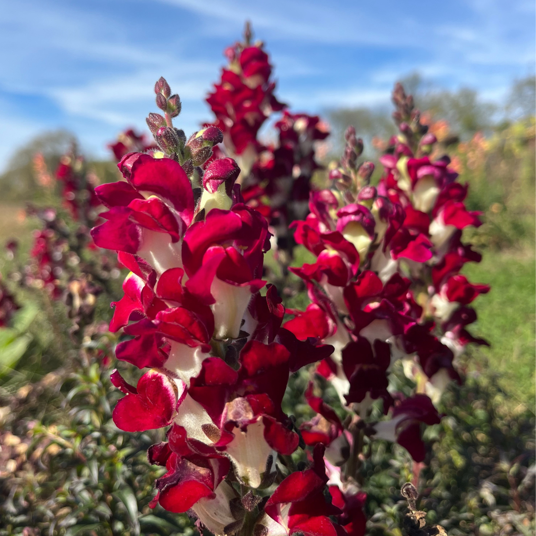 Night &amp; Day Snapdragons Seedling