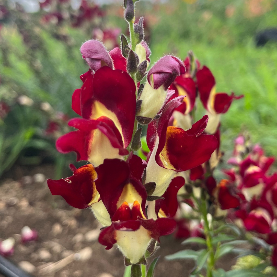 Night &amp; Day Snapdragons Seedling