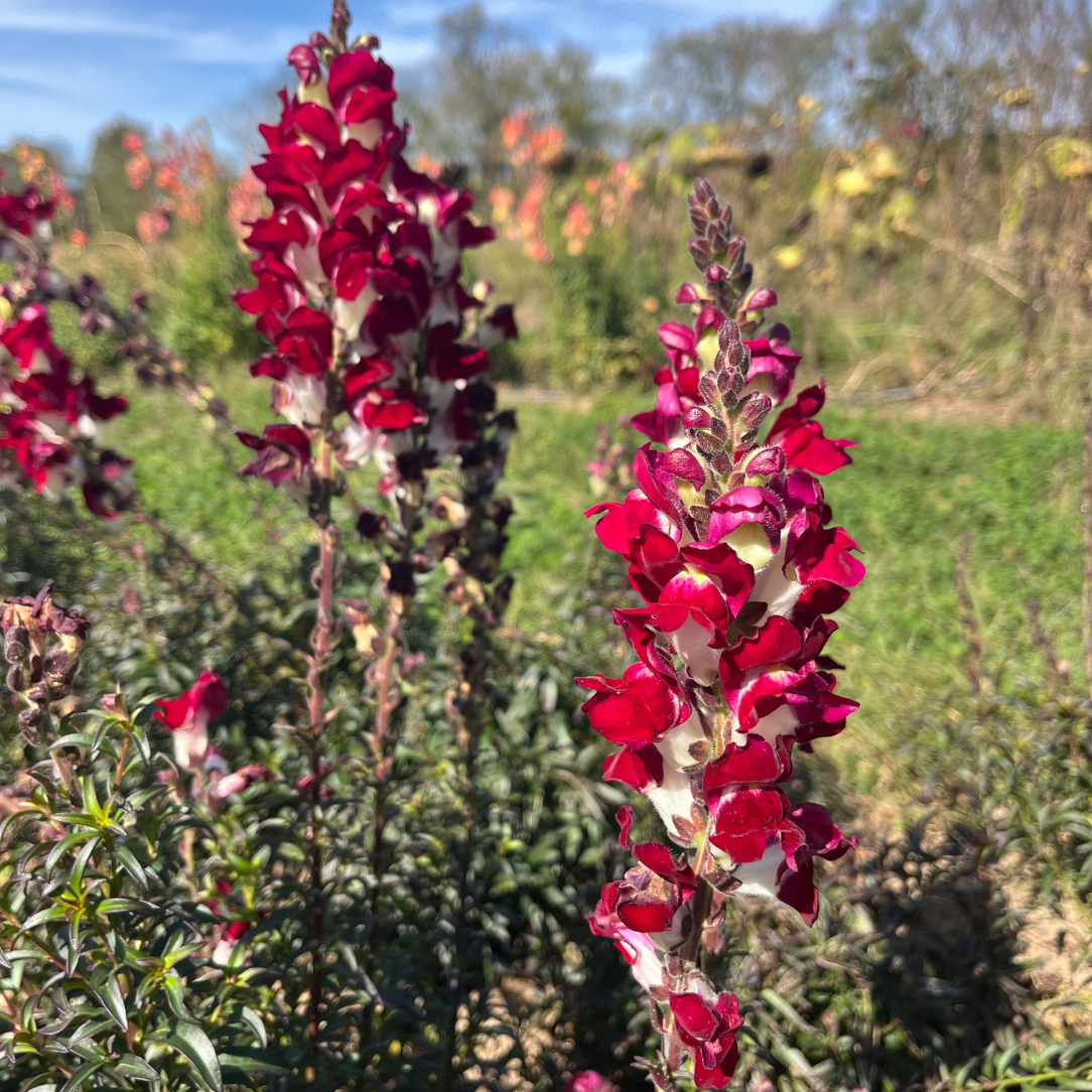 Night &amp; Day Snapdragons Seedling