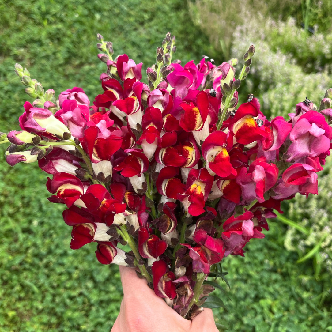 Night &amp; Day Snapdragons Seedling