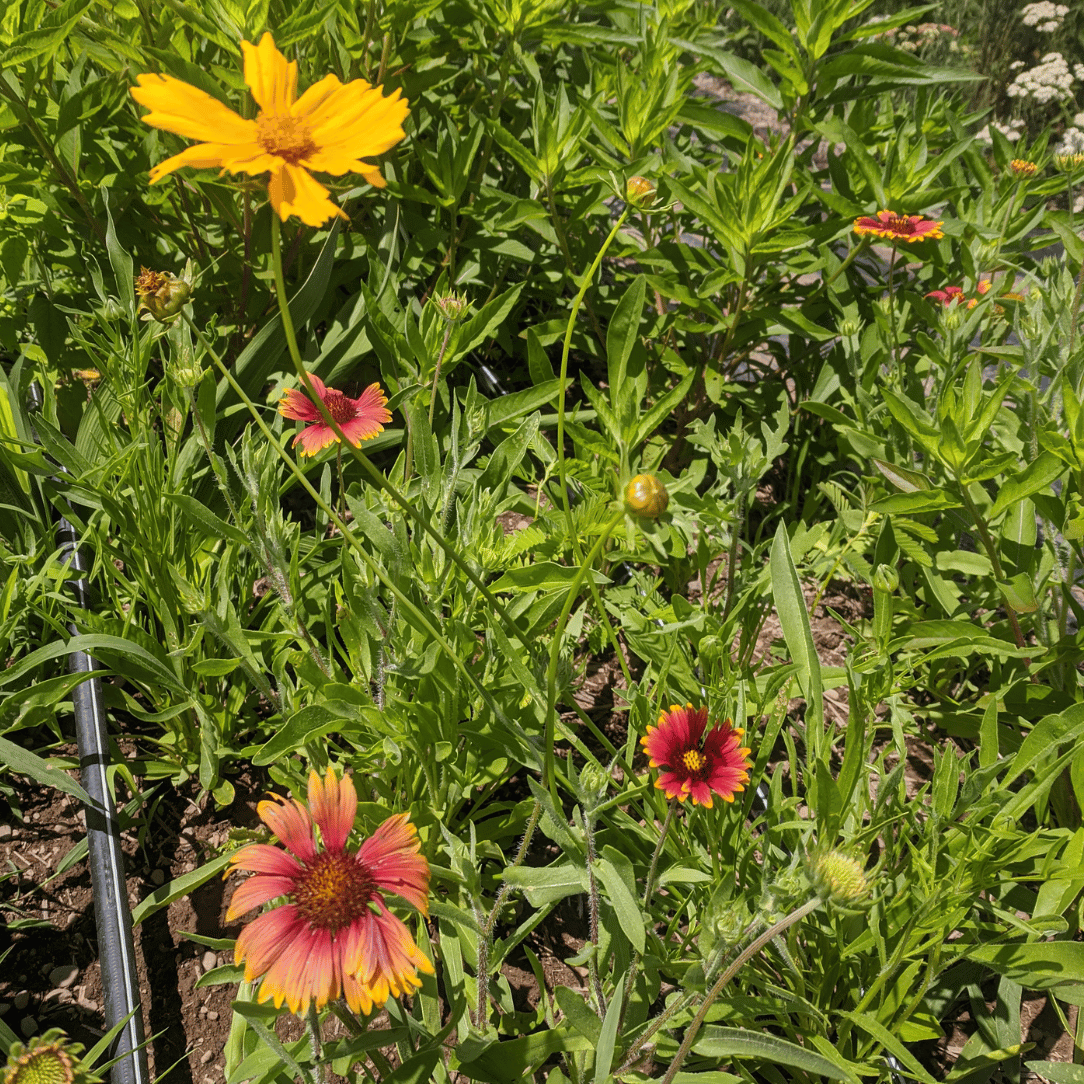 Northeast Native Wildflower Seed Mix by Hudson Valley Seed Co. showing a colorful array of native flower seeds for planting.