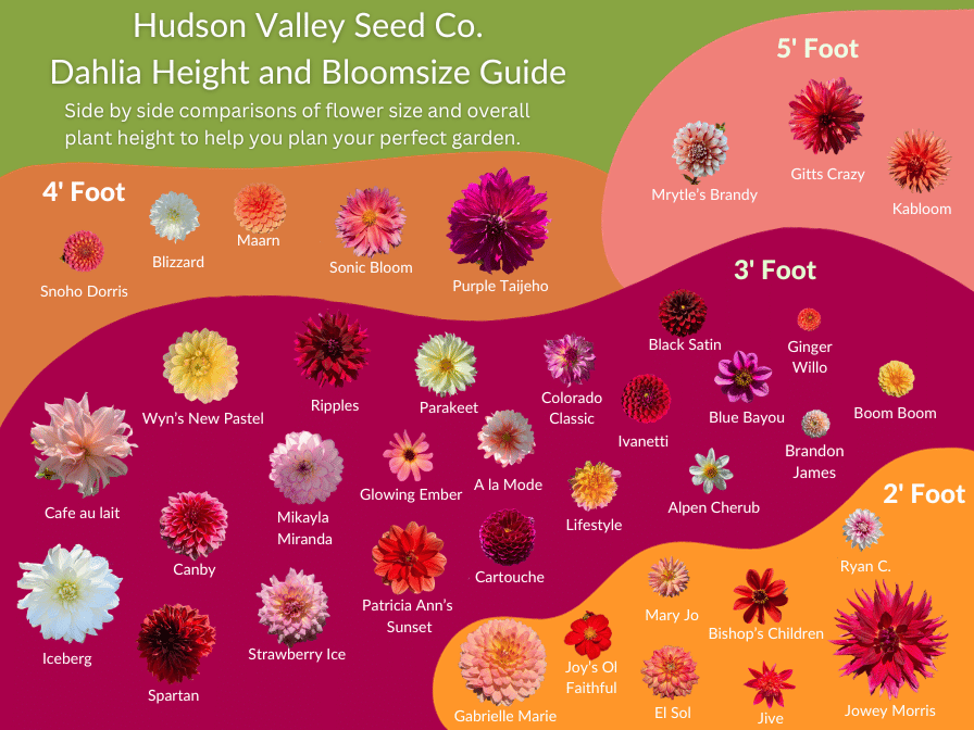 Golden Scepter Dahlia tuber from Hudson Valley Seed Co., shown with its vibrant yellow blooms and healthy roots.
