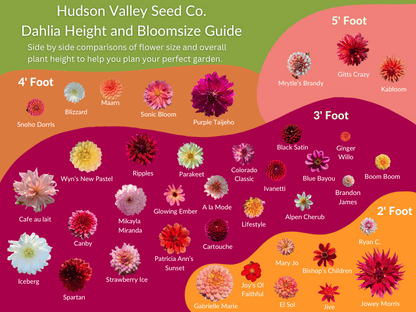 Golden Scepter Dahlia tuber from Hudson Valley Seed Co., shown with its vibrant yellow blooms and healthy roots.