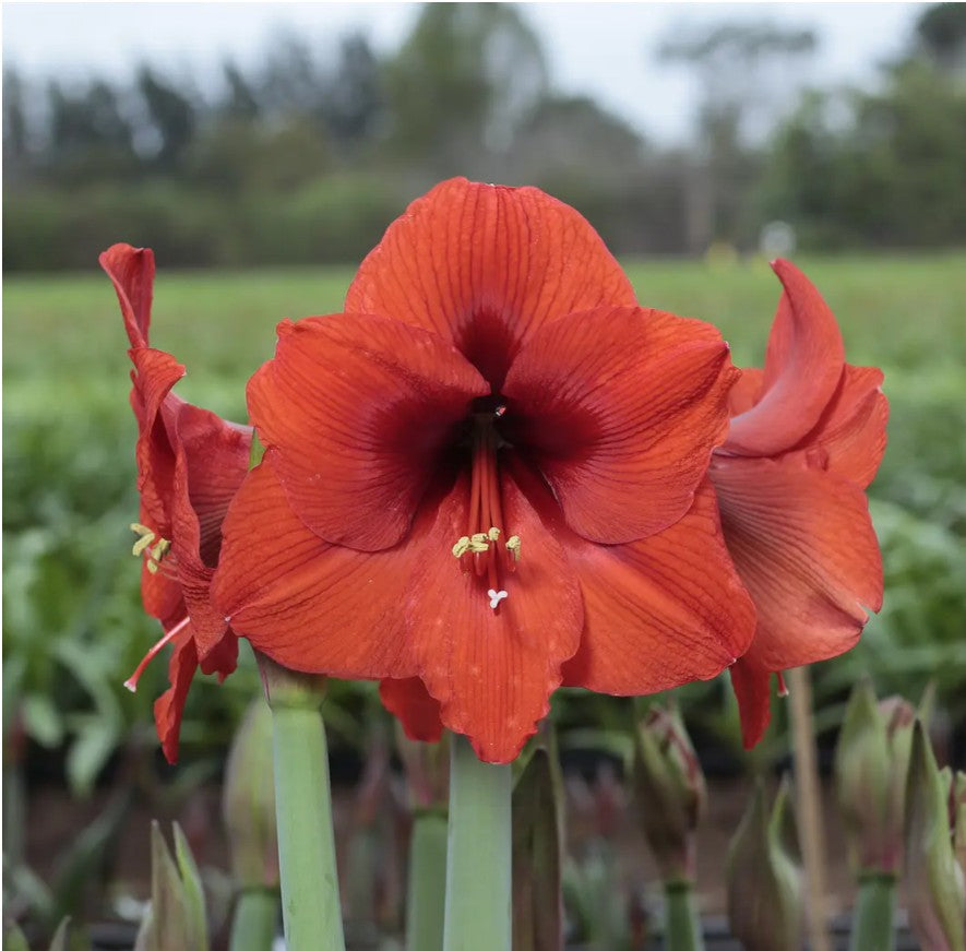 Potted Amaryllis &
