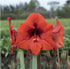 Potted Amaryllis &