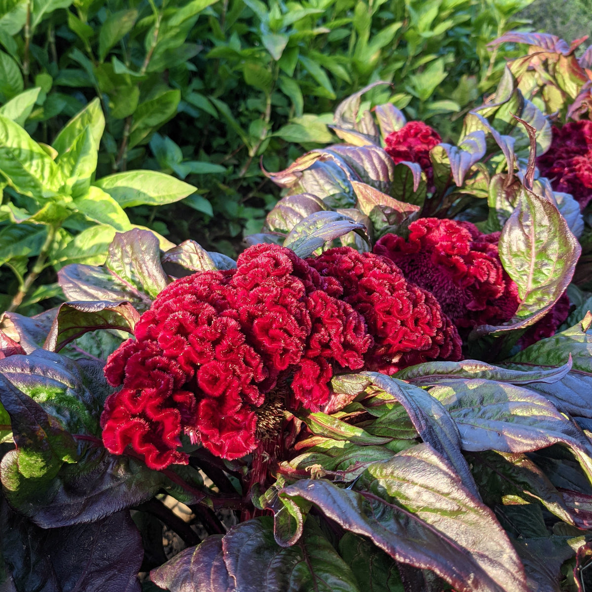 Dracula Celosia flower seedlings by Hudson Valley Seed Co. with vibrant, dark red and purple blooms, ready for planting.