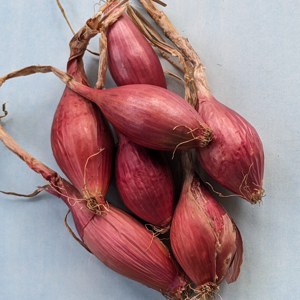 Red Long Tropea onion from Hudson Valley Seed Co. displayed on a wooden surface, showcasing its elongated shape and vibrant red color.