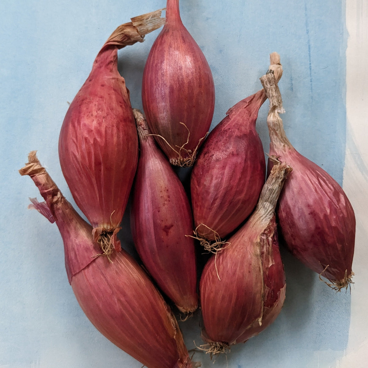 Red Tropea onion from Hudson Valley Seed Co. displayed as a fresh, vibrant vegetable with its reddish skin and elongated shape.