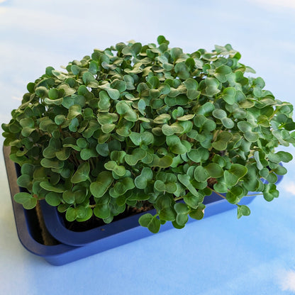 Fresh organic radish microgreens from Hudson Valley Seed Co. displayed in a clear container, showcasing vibrant green and red microgreens.