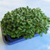Fresh organic radish microgreens from Hudson Valley Seed Co. displayed in a clear container, showcasing vibrant green and red microgreens.